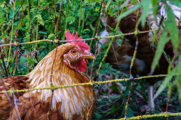 Markt Rettenbach, Gottenau, Hühner auf Bauernhof, frei laufend