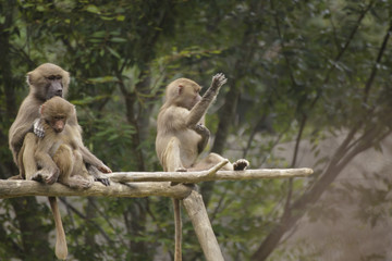 three baboons sitting on a limb