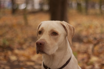 white Labrador in the Park in autumn