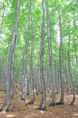 Obraz premium 美人林