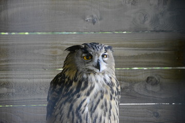 owl