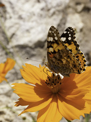 Butterfly On An Orange Flower