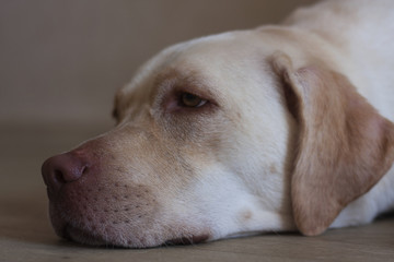 white sad Labrador sleeping