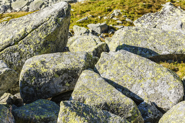 Marmot between boulders.