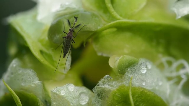 Mosquito Sucks Nectar from Passion Fruit