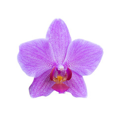 Fototapeta na wymiar Purple orchids in a tropical forest