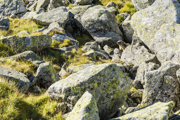 Marmot among boulders.