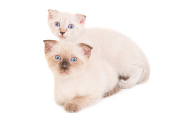 Two lying purebred kittens