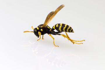 Wasp, isolated on plain background