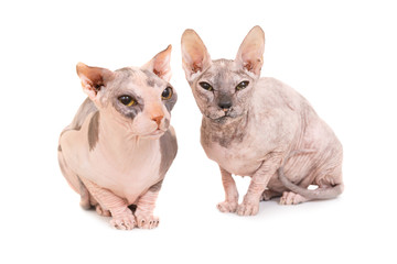 Two sitting purebred sphinx cats
