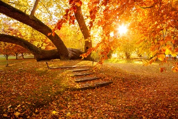Deurstickers Herfst Golden autumn in city park