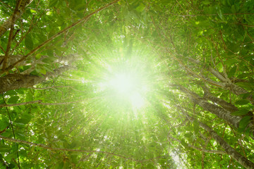 Fototapeta na wymiar rays of the sun through the leaves of trees