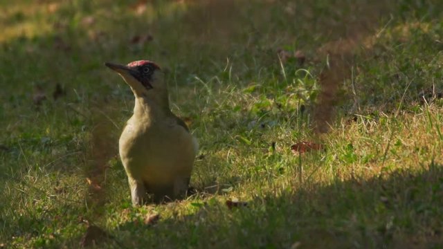 green woodpacker searching ants