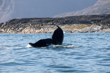 Humpbuck whale in Greenland, Disko Island