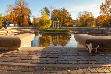 Cat in autumn park