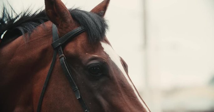 thoroughbred race horse brown extreme close-up face before a race, serious look, slow motion