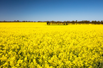 Obraz premium Fields of Canola in Australia