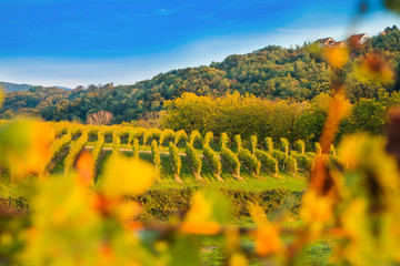     Vineyard in Daruvar region, Croatia, autumn landscape, view through the vineyard leafs, selective focus 