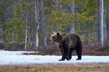 Fototapeta premium Brown bear in the taiga