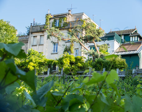 The wine field of Montmartre in Paris