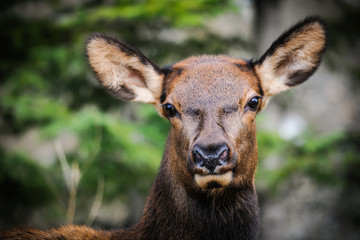 Naklejka na ściany i meble Elk (Cervus canadensis)