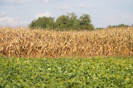 campo di mais e campo di soia in autunno