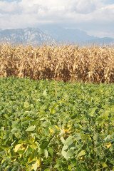 Obraz premium campo di mais e campo di soia in autunno