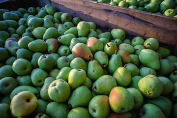 Spätsommer am Bodensee bei Lindau, Obstplantagen am Taubenberg,