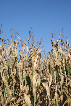 campo di mais dorato pronto da raccogliere