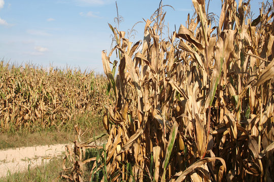 campo di mais dorato pronto da raccogliere