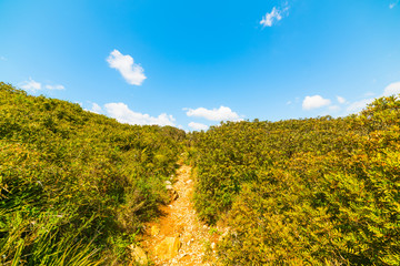 green plants in Alghero coastline