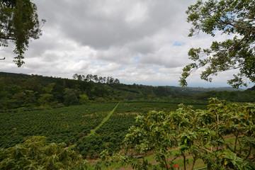Obraz premium Coffee field in Costa Rica