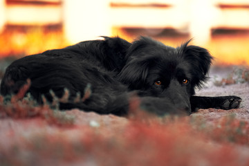 Mongrel dog lies on the ground