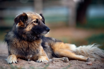 Mongrel dog lies on the ground