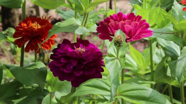 orto giardino fiori piante