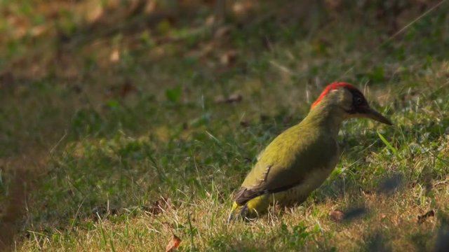 green woodpacker searching ants