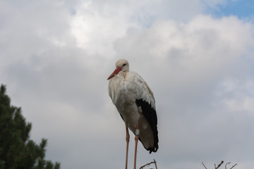 Storch im Nest vor dem fliegen