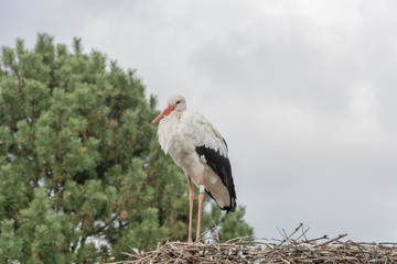 Storch im Nest vor dem fliegen