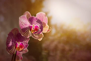 Gardinen Orchideen 02 © Tanja
