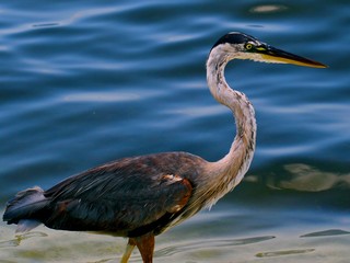 Reiher am Meer
