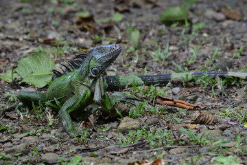 Green and blue iguana on the ground.