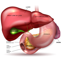 Liver, stomach, pancreas, gallbladder and spleen detailed anatom - obrazy, fototapety, plakaty
