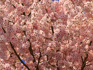 Rosa Frühlingsblüten