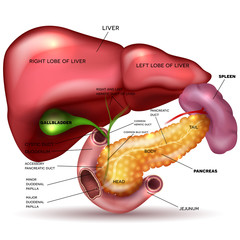 Liver, pancreas, gallbladder and spleen detailed drawing on a white background with description - obrazy, fototapety, plakaty