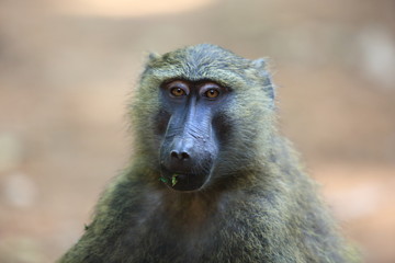 Olive baboon or Anubis baboon (Papio anubis) in Kibale national Park,Uganda

