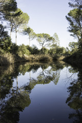 Obraz premium arboles reflejados