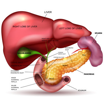 Liver, pancreas, gallbladder and spleen detailed drawing on a white background with description