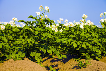 Potato field on a sunny summer day