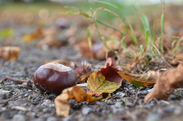 Herbst Kastanie