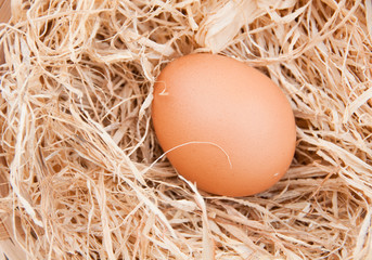Fresh egg on straw
